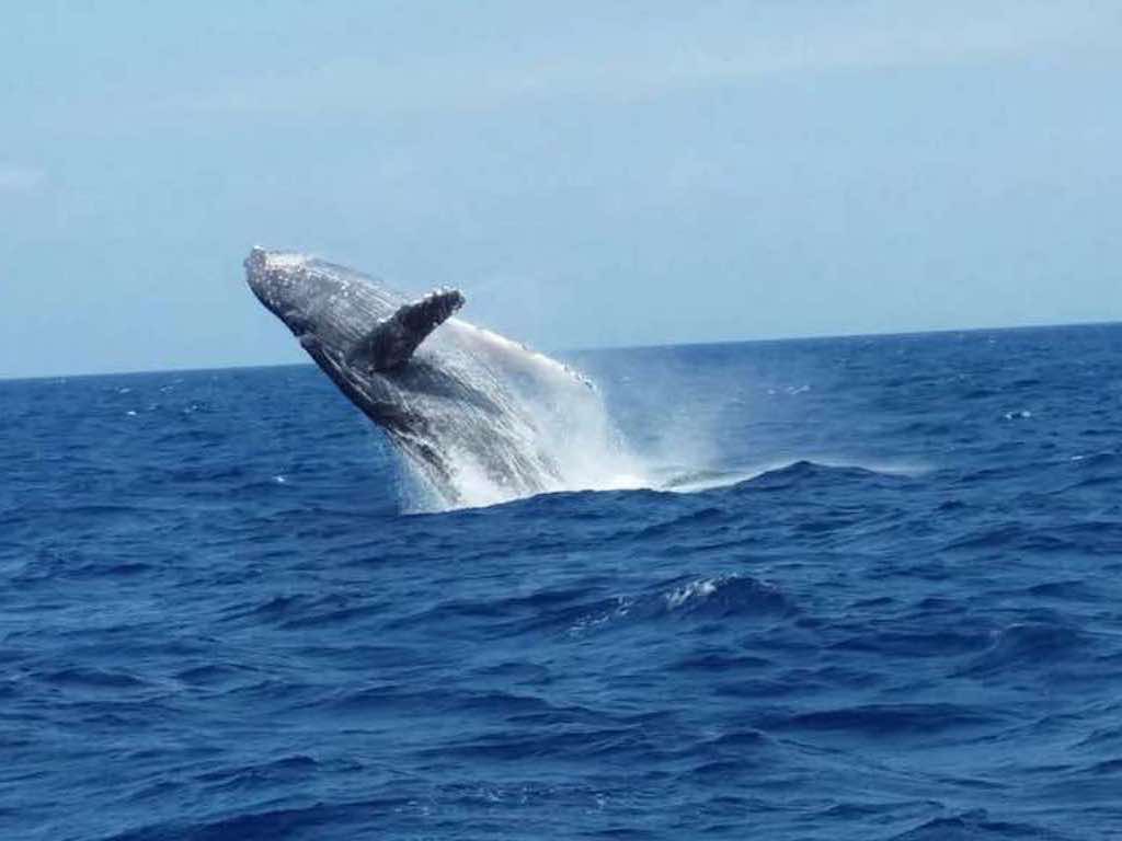 冬期限定沖縄ホエールウォッチング 3